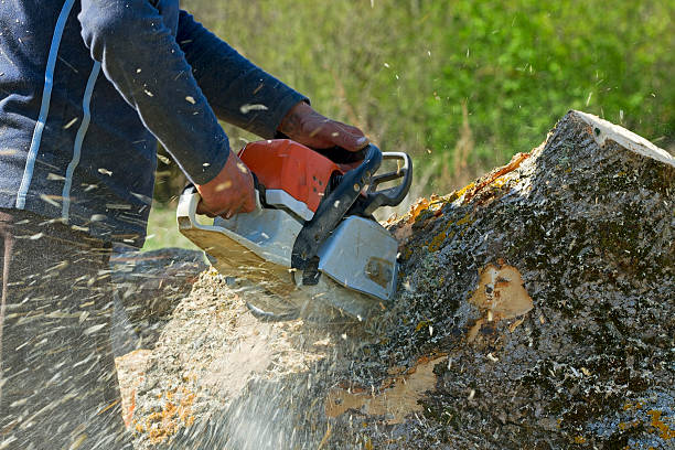 Crosspointe, VA Tree Removal Company